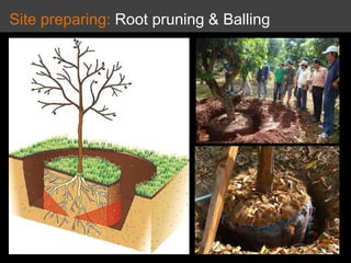 Site preparing: Root pruning & Balling
 
