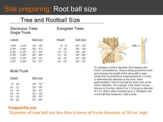 Site preparing: Root ball size
Frequently use:
Diameter of root ball not less than 6 times of trunk diameter at 50 cm. high
 