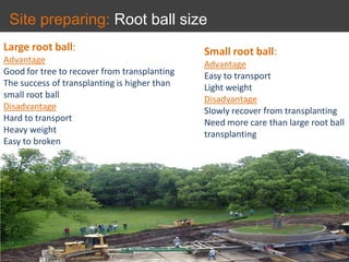 Site preparing: Root ball size
Large root ball:
Advantage
Good for tree to recover from transplanting
The success of transplanting is higher than
small root ball
Disadvantage
Hard to transport
Heavy weight
Easy to broken
Small root ball:
Advantage
Easy to transport
Light weight
Disadvantage
Slowly recover from transplanting
Need more care than large root ball
transplanting
 