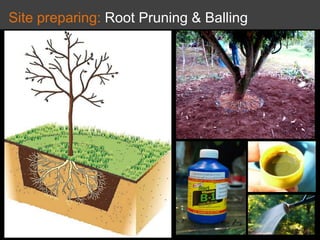 Site preparing: Root Pruning & Balling
 