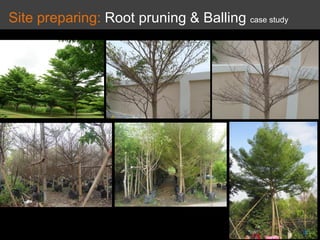 Site preparing: Root pruning & Balling case study
 