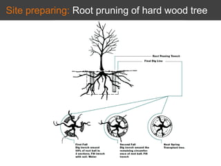 Site preparing: Root pruning of hard wood tree
 