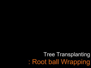 Tree Transplanting
: Root ball Wrapping
 