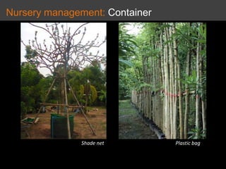 Nursery management: Container
Shade net Plastic bag
 