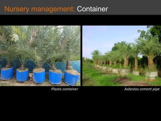 Nursery management: Container
Plastic container Asbestos cement pipe
 