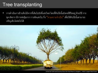 Tree transplanting
• การดาเนินการย้ายต้นไม้จากที่เดิมไปยังที่แห่งใหม่ โดยที่ต้นไม้นั้นยังคงมีชีวิตอยู่ ด้วยวิธี การ
ขุด ตัดราก มีการห่อหุ้มราก การตัดแต่งใบ กิ่ง “ตามความจาเป็น” เพื่อให้ต้นไม้นั้นสามารถ
เจริญเติบโตต่อไปได้
at the DLF Golf and Country Club, DLF City Phase 5, Gurgaon., India’s Largest Real Estate
 