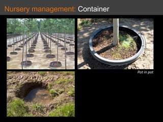 Nursery management: Container
Pot in pot
 