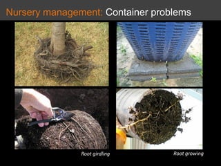Nursery management: Container problems
Root girdling Root growing
 