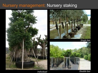 Nursery management: Nursery staking
Single bar
Double bar
Individual
 