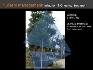 Nursery management: Irrigation & Chemical treatment
Watering
2 times/day
Chemical treatment
B-1 every day for first 2 week
Then, once a week
 