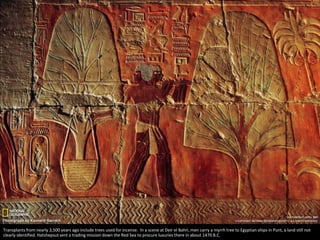 Transplants from nearly 3,500 years ago include trees used for incense. In a scene at Deir el Bahri, men carry a myrrh tree to Egyptian ships in Punt, a land still not
clearly identified. Hatshepsut sent a trading mission down the Red Sea to procure luxuries there in about 1470 B.C.
 