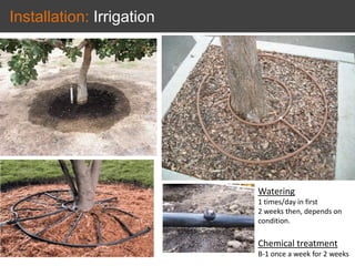 Installation: Irrigation
Watering
1 times/day in first
2 weeks then, depends on
condition.
Chemical treatment
B-1 once a week for 2 weeks
 