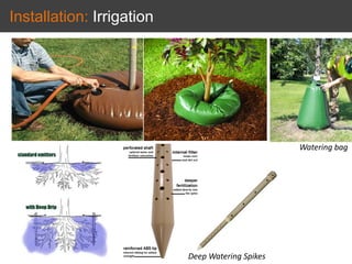 Installation: Irrigation
Deep Watering Spikes
Watering bag
 