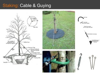 Staking: Cable & Guying
 