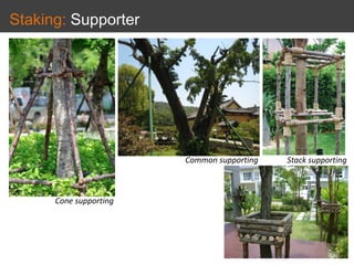 Staking: Supporter
Cone supporting
Common supporting Stack supporting
 