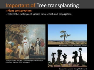Important of Tree transplanting
1.Plant conservation
- Collect the exotic plant species for research and propagation.
Thomas Gosse (1765-1844) Transplanting of the breadfruit
trees from Otaheite. Tahiti to England
Brachychiton rupestris Queensland Australia
Brachychiton rupestris Chiang Mai Thailand
 