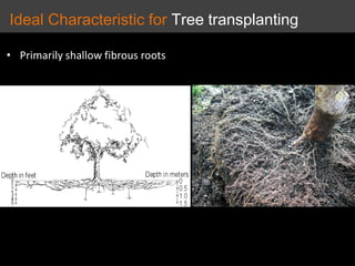 • The roots close to trunk
Normal root flare
Ideal Characteristic for Tree transplanting
 