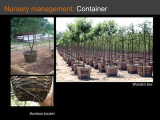 Nursery management: Container problems
Root girdling Root growing
 