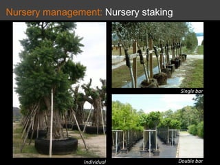 Nursery management: Irrigation & Chemical treatment
Watering
2 times/day
Chemical treatment
B-1 every day for first 2 week...