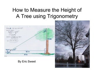 How to Measure the Height of
 A Tree using Trigonometry




  By Eric Sweet
 