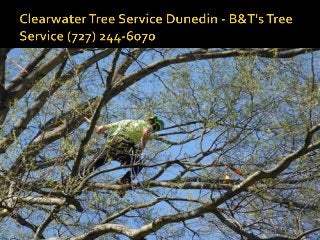 Tree Removal Clearwater - B&T's Tree Service (727) 244-6070