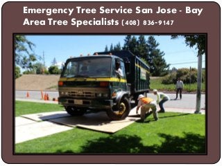 Emergency Tree Service San Jose - Bay
Area Tree Specialists (408) 836-9147
 