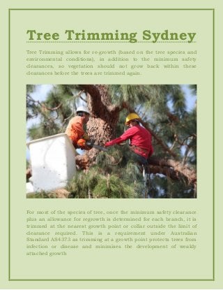 Tree Trimming Sydney
Tree Trimming allows for re-growth (based on the tree species and
environmental conditions), in addition to the minimum safety
clearances, so vegetation should not grow back within these
clearances before the trees are trimmed again.
For most of the species of tree, once the minimum safety clearance
plus an allowance for regrowth is determined for each branch, it is
trimmed at the nearest growth point or collar outside the limit of
clearance required. This is a requirement under Australian
Standard AS4373 as trimming at a growth point protects trees from
infection or disease and minimises the development of weakly
attached growth
 