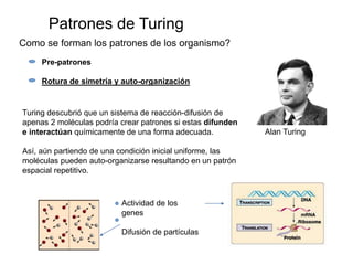 Turing Patterns in a morphogenetic model | PPT