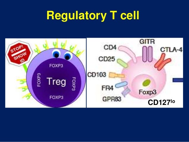 regulatory t cells and gvhd