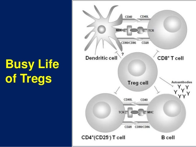 regulatory t cells and gvhd