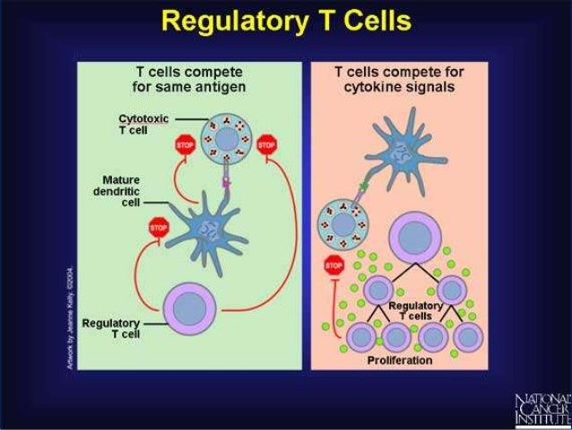 regulatory t cells and gvhd