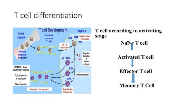 T regulatory cell | PPTX | Genetics | Science