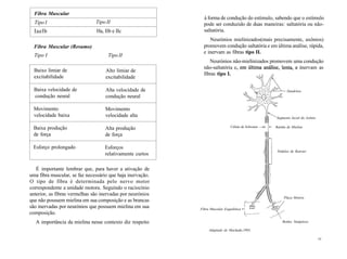 Fibra Muscular
Tipo I
Iaelb
Tipo II
Ha, Ilb e IIc
Fibra Muscular (Resumo)
Tipo I Tipo II
Baixo limiar de
excitabilidade
Baixa velocidade de
condução neural
Movimento
velocidade baixa
Baixa produção
de força
Esforço prolongado
Alto limiar de
excitabilidade
Alta velocidade de
condução neural
Movimento
velocidade alta
Alta produção
de força
Esforços
relativamente curtos
É importante lembrar que, para haver a ativação de
uma fibra muscular, se faz necessário que haja inervação.
O tipo de fibra é determinada pelo nervo motor
correspondente a unidade motora. Seguindo o raciocínio
anterior, as fibras vermelhas são inervadas por neurónios
que não possuem mielina em sua composição e as brancas
são inervadas por neurónios que possuem mielina em sua
composição.
A importância da mielina nesse contexto diz respeito
à forma de condução do estímulo, sabendo que o estímulo
pode ser conduzido de duas maneiras: saltatória ou não-
saltatória.
Neurónios mielinizados(mais precisamente, axônios)
promovem condução saltatória e em última análise, rápida,
e inervam as fibras tipo II.
Neurónios não-mielinizados promovem uma condução
não-saltatória e, em última análise, lenta, e inervam as
fibras tipo I.
Dendritos
Célula de Schwann —m
Fibra Muscular Esquelética •< ***
Segmento lncial do Axônio
Bainha de Mielina
Nódulos de Ranvier
Placa Motora
Botões Sinápticos
Adaptado de Machado,1993.
Ill
 