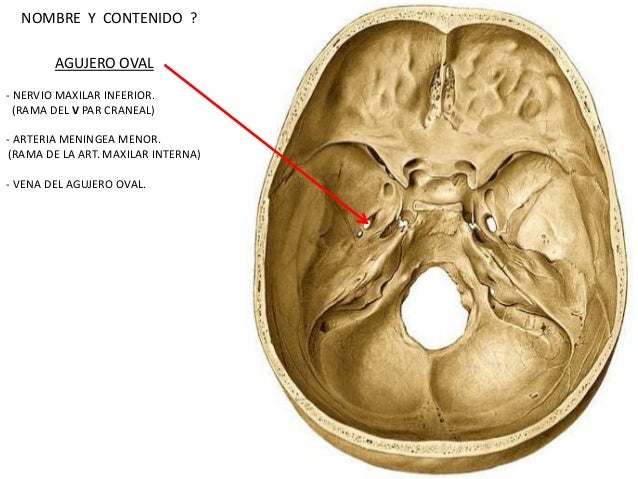 Neuroanatomia