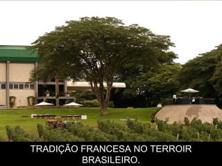TRADIÇÃO FRANCESA NO TERROIR BRASILEIRO. 