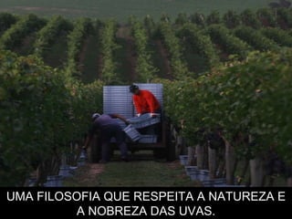 UMA FILOSOFIA QUE RESPEITA A NATUREZA E A NOBREZA DAS UVAS. 