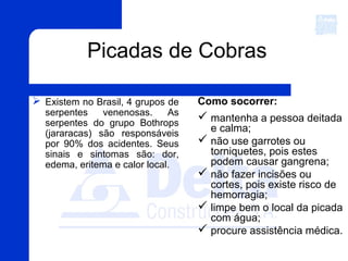 Picadas de Cobras
 Existem no Brasil, 4 grupos de
serpentes venenosas. As
serpentes do grupo Bothrops
(jararacas) são responsáveis
por 90% dos acidentes. Seus
sinais e sintomas são: dor,
edema, eritema e calor local.
Como socorrer:
 mantenha a pessoa deitada
e calma;
 não use garrotes ou
torniquetes, pois estes
podem causar gangrena;
 não fazer incisões ou
cortes, pois existe risco de
hemorragia;
 limpe bem o local da picada
com água;
 procure assistência médica.
 