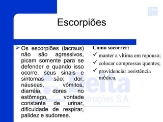Escorpiões
Como socorrer:
 manter a vítima em repouso;
 colocar compressas quentes;
 providenciar assistência
médica.
Os escorpiões (lacraus)
não são agressivos,
picam somente para se
defender e quando isso
ocorre, seus sinais e
sintomas são: dor,
náuseas, vômitos,
diarréia, dores no
estômago, vontade
constante de urinar,
dificuldade de respirar,
palidez e sudorese.
 