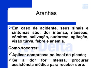 Aranhas
Em caso de acidente, seus sinais e
sintomas são: dor intensa, náuseas,
vômitos, salivação, sudorese, agitação,
visão turva, febre e anemia.
Como socorrer:
Aplicar compressa no local da picada;
Se a dor for intensa, procurar
assistência médica para receber soro.
 