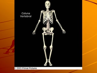 Coluna
Vertebral
 