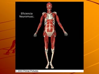 Eficiencia
Neuromusc.
 
