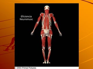 Eficiencia
Neuromusc
 