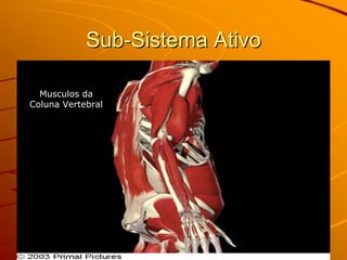 Sub-Sistema Ativo

  Musculos da
Coluna Vertebral
 