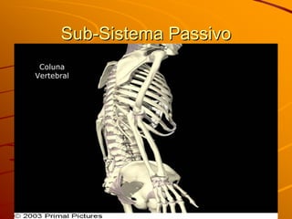 Sub-Sistema Passivo
 Coluna
Vertebral
 