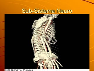 Sub-Sistema Neuro
 