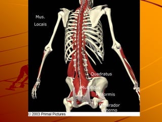 Mus.
 Musculos Locais
Locais




              Quadratus


         Multifidus
                Piriformis

                  Obturador
                   externo
 