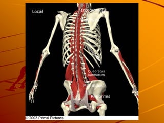 Local   Interspinalis

        Multifidus




            Quadratus
            lumborum


         Multifidus

             Piriformis
 