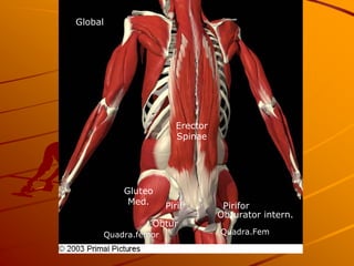 Global




                       Erector
                       Spinae




         Gluteo
          Med.      Pirif         Pirifor
                                 Obturator intern.
               Obtur
     Quadra.femor                Quadra.Fem
 