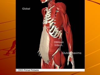 Global




         Rect.Abd




               Obliquo
               Intern.


                    Gluteo maximo
 