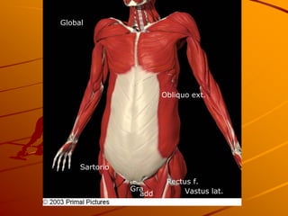 Global




                        Obliquo ext.




     Sartorio

                         Rectus f.
                Gra           Vastus lat.
                  add
 